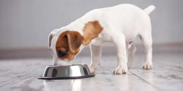 Quality Wholesale Meat, Seafood & Bulk Dairy Ingredients for the pet food manufacturing sector.